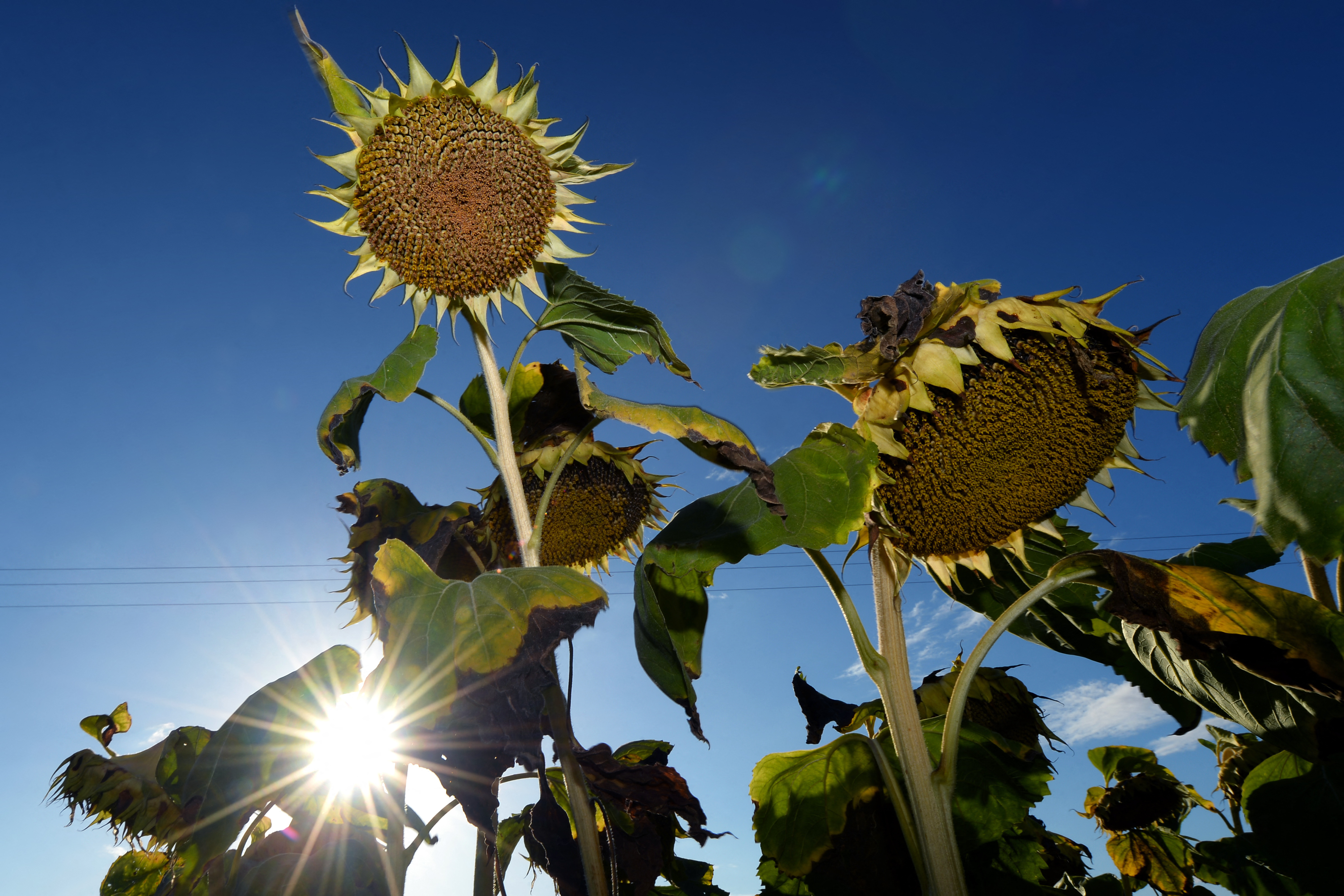 Canicule: Météo France déclenche la vigilance orange dans le sud-est