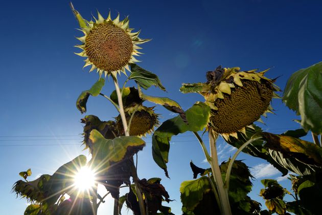 Un épisode de canicule est prévu pour cette fin de semaine sur le sud-est de la France. Depuis ce mercredi 11 août, la Drôme et les Alpes-de-Haute-Provence sont d'ores et déjà placés en vigilance orange (photo d'illustration prise en août 2020 près du Mans).