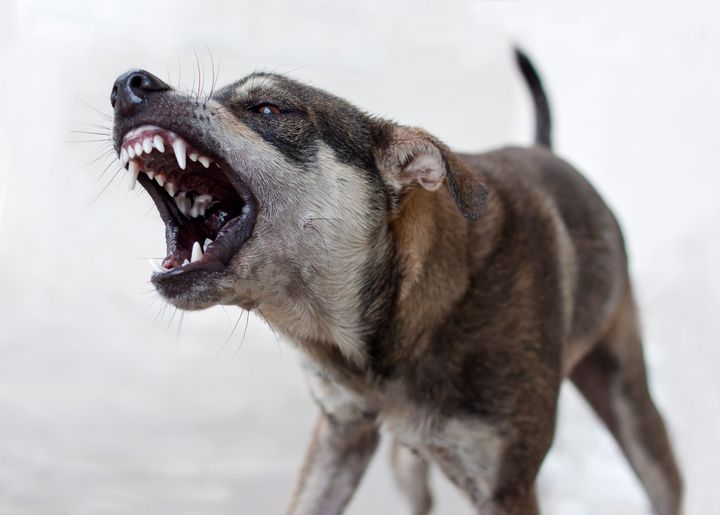 Dog in attack mode against white background.