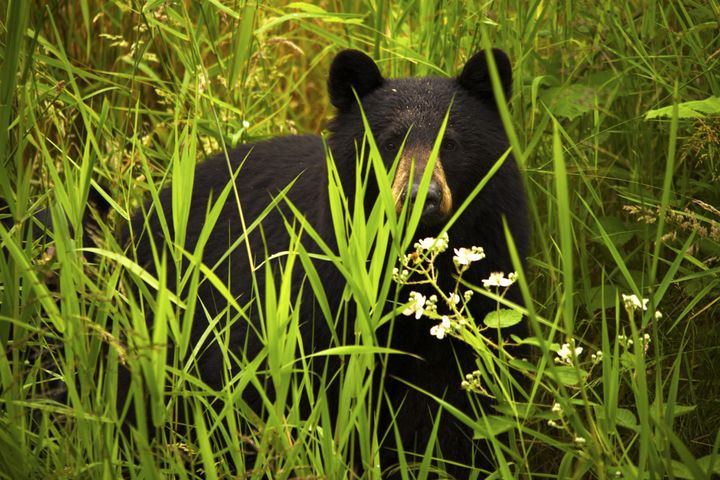 a female black bear mother and...