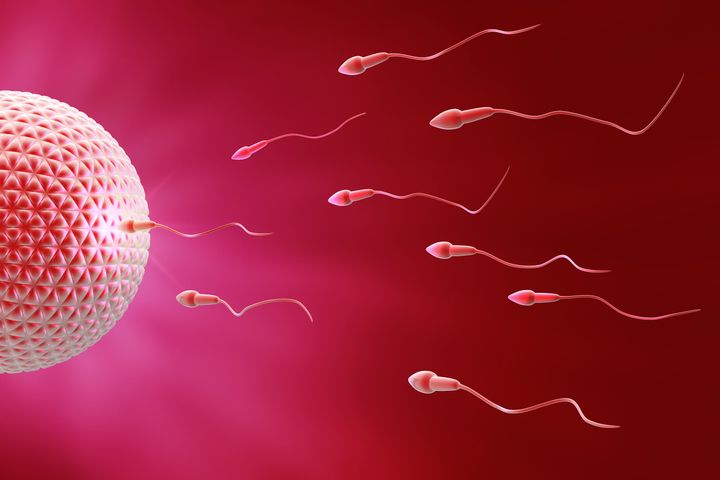 sperm and egg fecundation