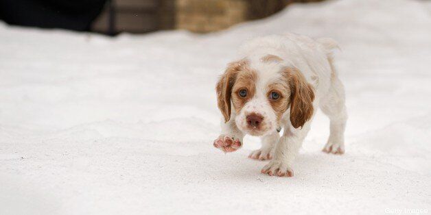 7 week old Brittany spaniel puppy walking on the snow. Tentative steps on the snow show her tender soft paws, and bright eyes.