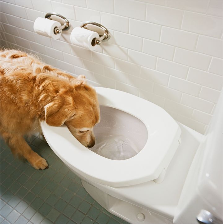 Golden retriever drinking water from toilet bowl, high angle view