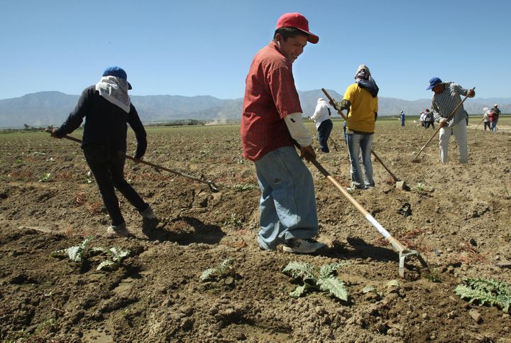 FOR USE WITH STORY BY PAULA BUSTAMANTE, US-SOCIAL-ECO-IMMIGRATION Pedro Clemente, 18, (C) and his wife Maria Rafael , 17, (L) undocumented farm laborers from Mexico, work in an artichoke field in Thermal, California, 25 September 2007. Thermal and the surrounding unincorporated towns, which share the Coachella Valley with the world-class golf resorts and private clubs of Palm Springs less than 30 miles (48.2 km) away, are host to hundreds of legal and illegal trailer parks where desperately poor Latino workers live in an environment lacking the most basic santitary conditions while holding jobs in argiculture, cleaning or construction. AFP PHOTO/ROBYN BECK (Photo credit should read ROBYN BECK/AFP/Getty Images)