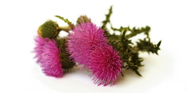 flowering thistle