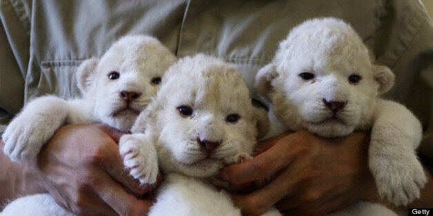 HIMEJI, JAPAN - JULY 09: Nine-day-old lioness cubs are held by zoo keepers at Himeji Central Park on July 9, 2013 in Himeji, Japan. The seven white lioness cubs, given birth by three female South African Lions were born on June 6th, 26th and 30th. The cubs will be on public display for the first time later this week. (Photo by Buddhika Weerasinghe/Getty Images)