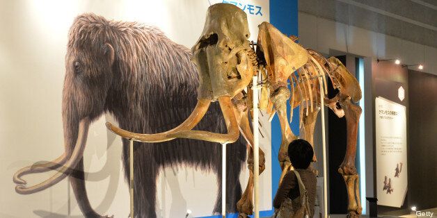 The frame specimen of a mammoth is displayed at an exhibition in Yokohama, suburban Tokyo on July 12, 2013 at a press preview before the opening. The frozen carcass of a 39,000-year-old female woolly mammoth named Yuka from the Siberian permafrost will be shown to the public during an exhibition at Pacifico Yokohama from July 13 to September 16. AFP PHOTO / KAZUHIRO NOGI (Photo credit should read KAZUHIRO NOGI/AFP/Getty Images)