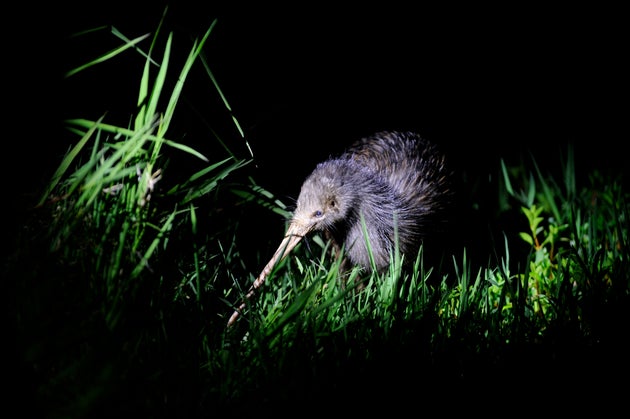 Northern Brown Kiwi in New