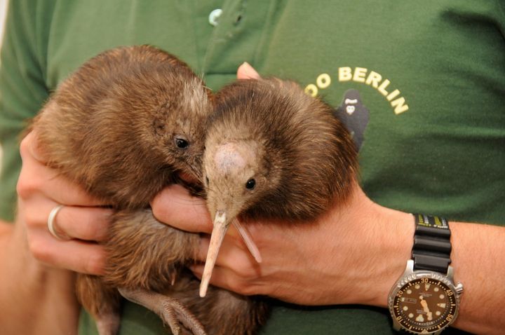 Kiwi birds are usually kept in captivity, pictured here at a zoo in Berlin