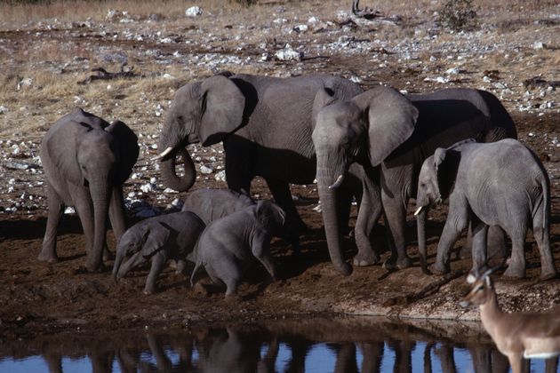 Des éléphants dans le parc national d'Etosha en Namibie, en juillet 1993.