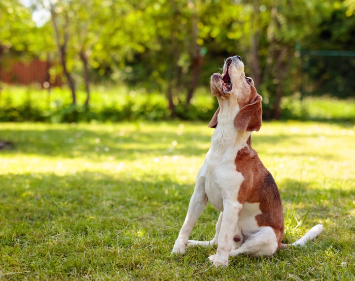 Beagle aullando en el jardín.