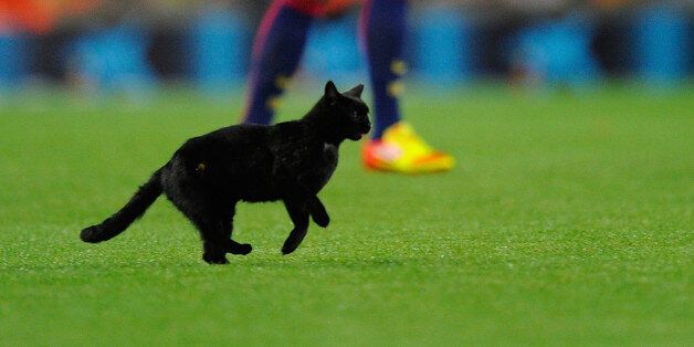 BARCELONA, SPAIN - AUGUST 24: A cat invades the pitch at the start of the La Liga match between FC Barcelona and Elche FC at Camp Nou stadium on August 24, 2014 in Barcelona, Spain. (Photo by Denis Doyle/Getty Images)