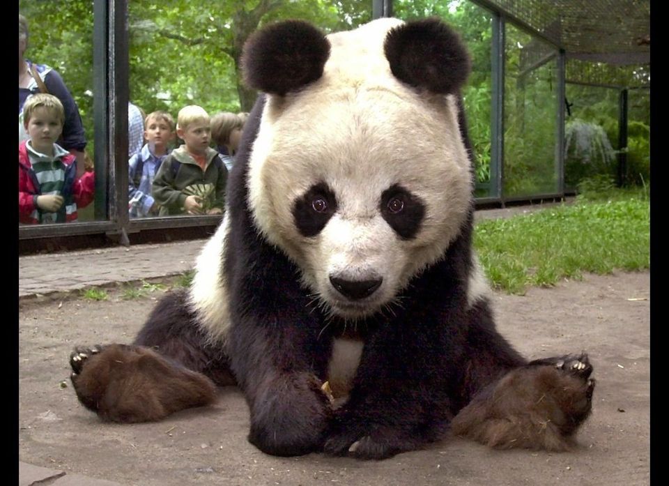 Oso panda gigante