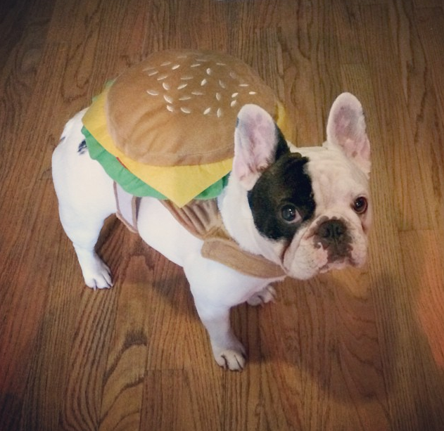 Especialmente agudo silbar 25 disfraces de Halloween para mascotas que son demasiado lindos como para no adorarlos | HuffPost Voices Especialmente agudo silbar 25 disfraces de Halloween para mascotas que son demasiado lindos como para no adorarlos | HuffPost Voices