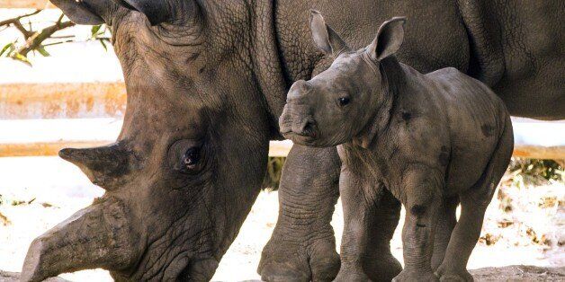 A three-week-old female White Rhinoceros stands next to her mother Tanda, 21, at the Ramat Gan Safari, an open-air zoo near Tel Aviv, on September 3, 2014. The Safari Park reported that they have had two male White Rhinos born at the facility but she is the first female born there in 20 years. The new female rhino will eventually be transferred to other zoos to take part in the White Rhino reproduction project aimed at increasing the population of this species in a zoo. AFP PHOTO / JACK GUEZ (Photo credit should read JACK GUEZ/AFP/Getty Images)