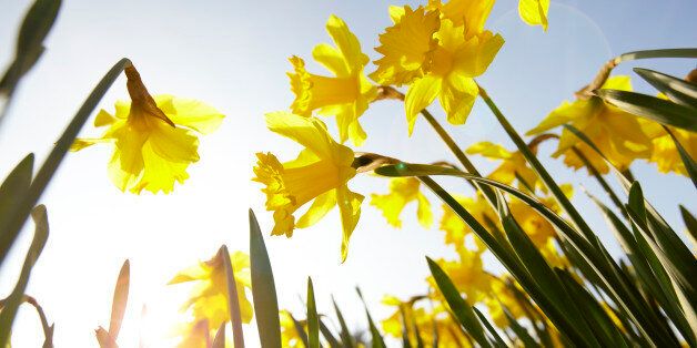 Low angle view of yellow daffodils against sunny blue sky
