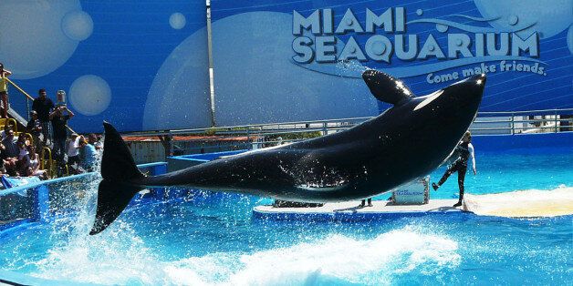 This is a killer whale in the miami seaquarium... Her name is Lolita BTW!