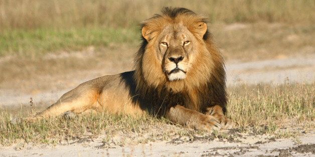 In this undated photo provided by the Wildlife Conservation Research Unit, Cecil the lion rests in Hwange National Park, in Hwange, Zimbabwe. Two Zimbabweans arrested for illegally hunting a lion appeared in court Wednesday, July 29, 2015. The head of Zimbabweâs safari association said the killing was unethical and that it couldnât even be classified as a hunt, since the lion killed by an American dentist was lured into the kill zone. (Andy Loveridge/Wildlife Conservation Research Unit via AP)