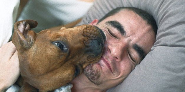 Dog licking sleeping man's smiling face
