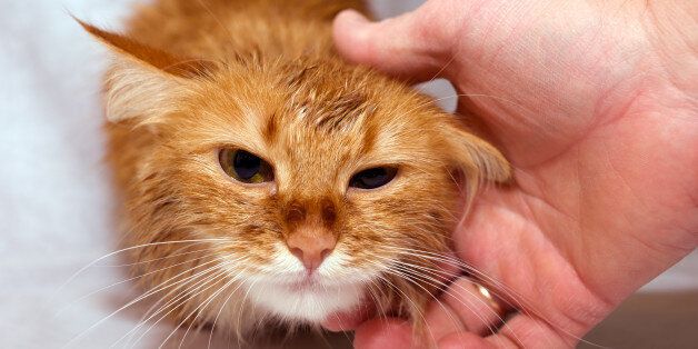 The muzzle of an animal home ginger cat that strokes the man's hand
