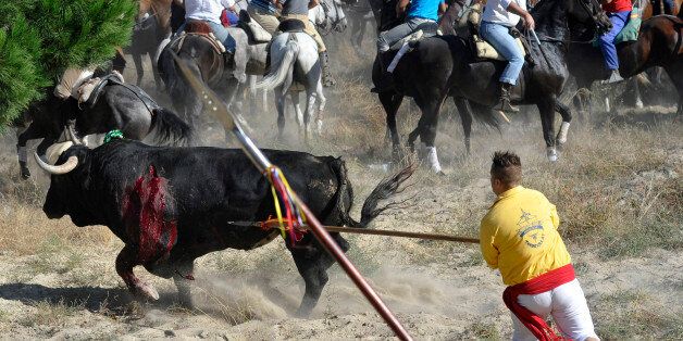 A bull is speared as horsemen ride during the 'Toro de la Vega' bull spearing fiesta in Tordesillas, Tuesday, Sept. 13, 2011. The festival is one of the oldest in Spain with roots dating back to the fifteenth century. The bull has to be enticed across the river from the village to the plain before it can be killed to honour the 'Virgen de la Pena'. (AP Photo/Israel Lopez)