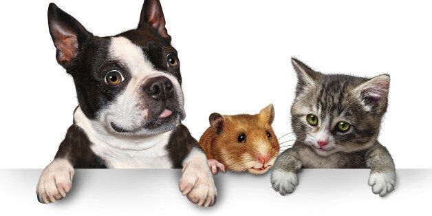 Pets sign for veterinary medicine and pet store or animal adoption advertising and marketing message with a cute dog hamster and a cat hanging on a horizontal white placard with copy space.