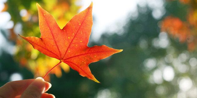 Red maple leaf held by a hand against sunshine.