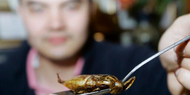 ** TO GO WITH THAILAND BUG RESTAURANT BY MICHAEL CASEY ** A customer holds up a spoon of deepfried water bug before eating at Krua Phech Doi Ngam restaurant in Chiang Mai province Tuesday, Feb 19, 2008. Eating insects are popular in Thailand and many other countries. The United Nations estimates that 1,400 insect species are eaten in almost 90 countries in Africa, Latin American and Asia.(AP Photo/Sakchai Lalit)