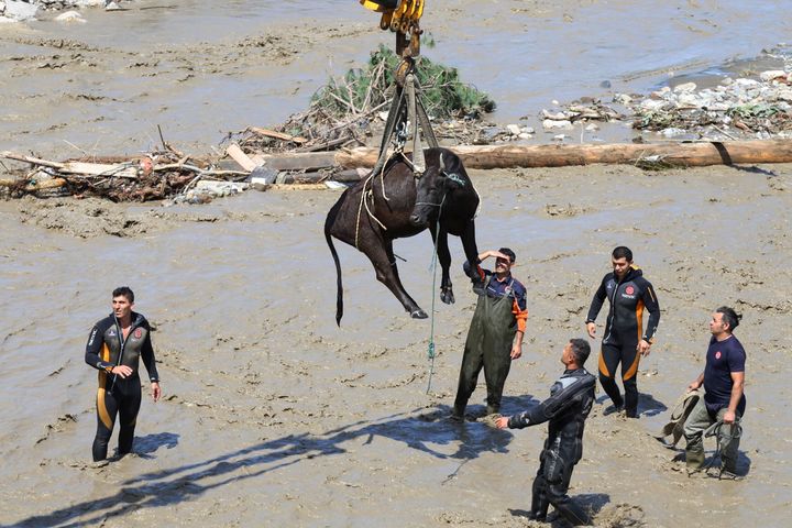 Rescue workers watch during a rescue operation for a cow a day after floods and mudslides killed about three dozens of people, in Abana town of Kastamonu province, Turkey, Friday, Aug. 13, 2021.