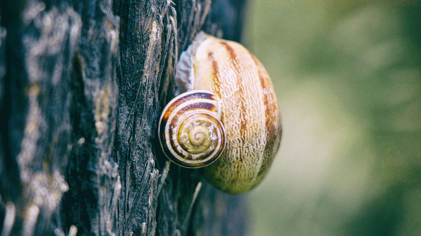 It's Been So Hot In Sicily That Snails Cooked Alive In Their Shells