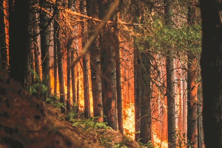 Trees burning in a forest fire at Aspromonte National Park in Calabria, Italy, on Aug. 10.