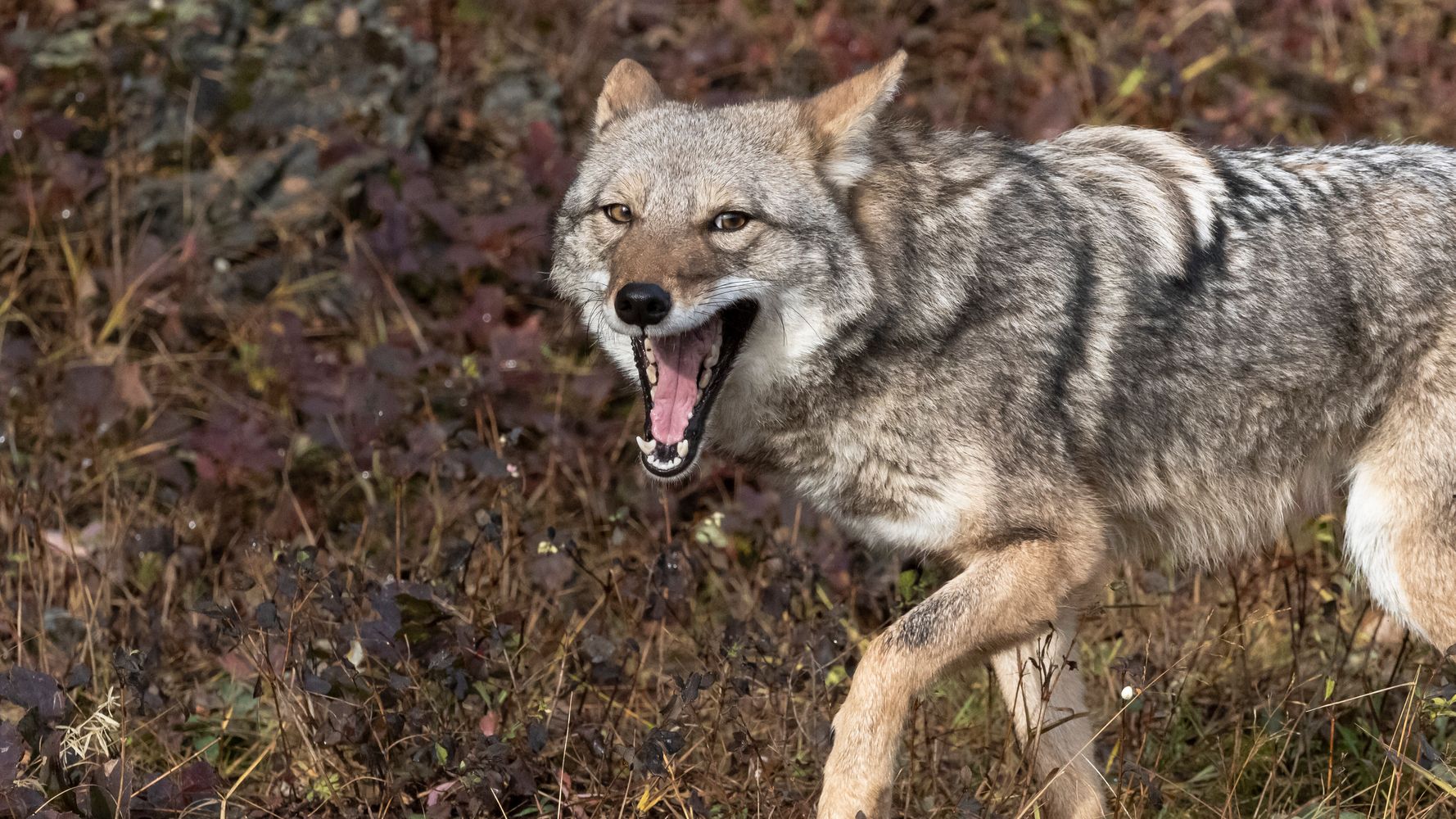 Coyote Attacks Child On Cape Cod Beach As Officials Warn Of Dangerous Encounters