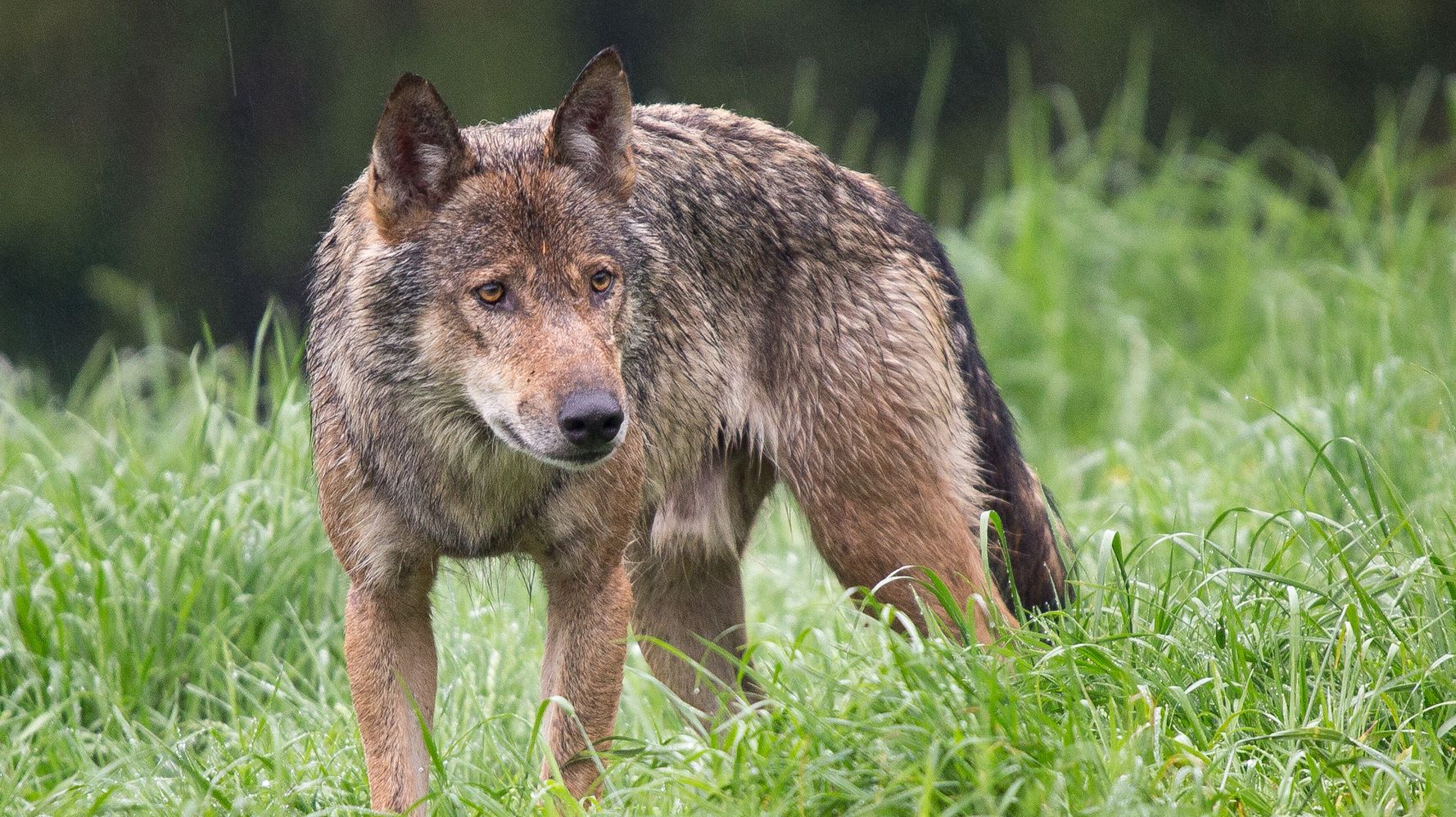 Wisconsin Doubles Wolf Hunt Quota Even After Biologists Warn Of Serious Risk To Population