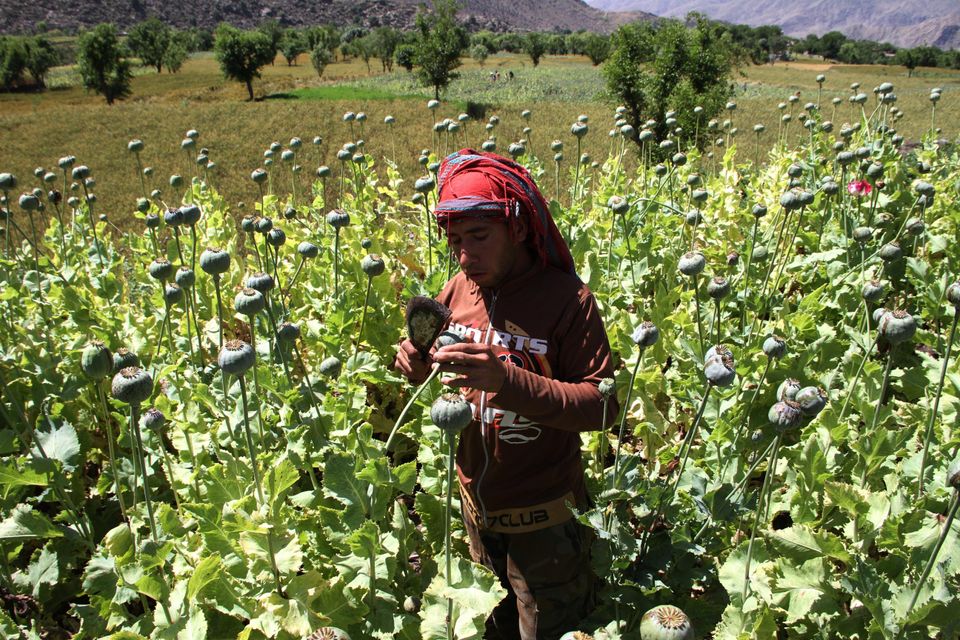 Οπιο: Το παράνομο ναρκωτικό του Αφγανιστάν «ευλογία» για τους