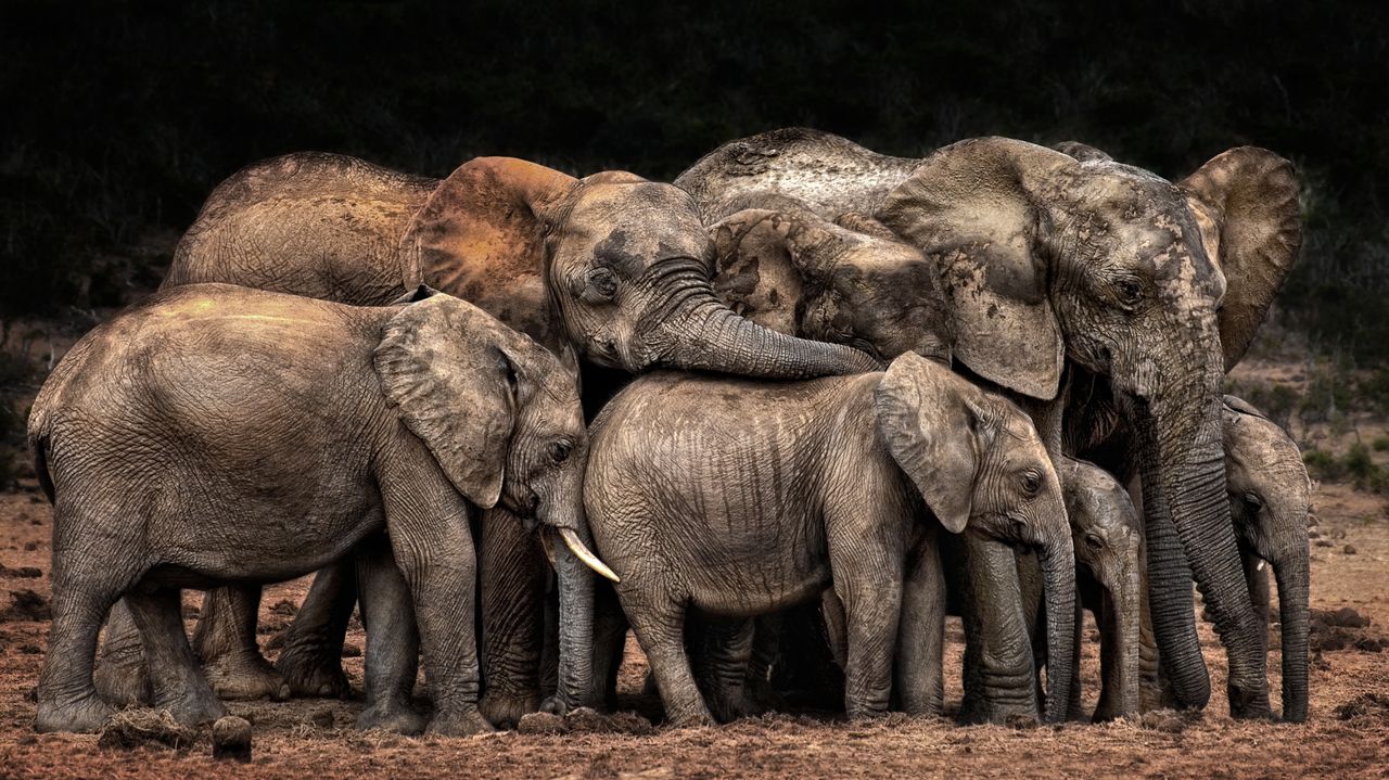 Animal category: In South Africa, elephants old and young huddle together to keep each other safe