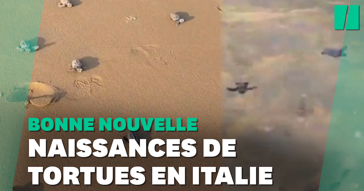 Il primo bagno di queste piccole tartarughe in Italia ti scioglierà Il primo bagno di queste piccole tartarughe in Italia ti scioglierà
