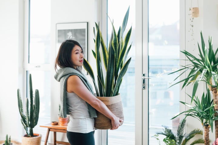 It's best to invest in the plants that make most sense in your home environment.