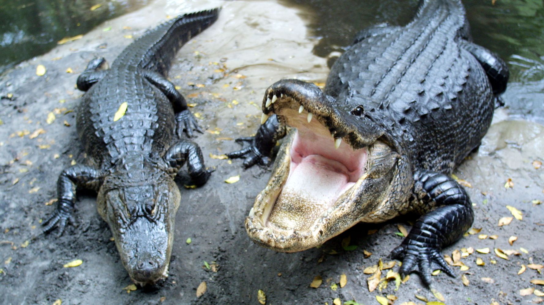 Alligator Handler Recovering After Terrifying Attack, Daring Rescue