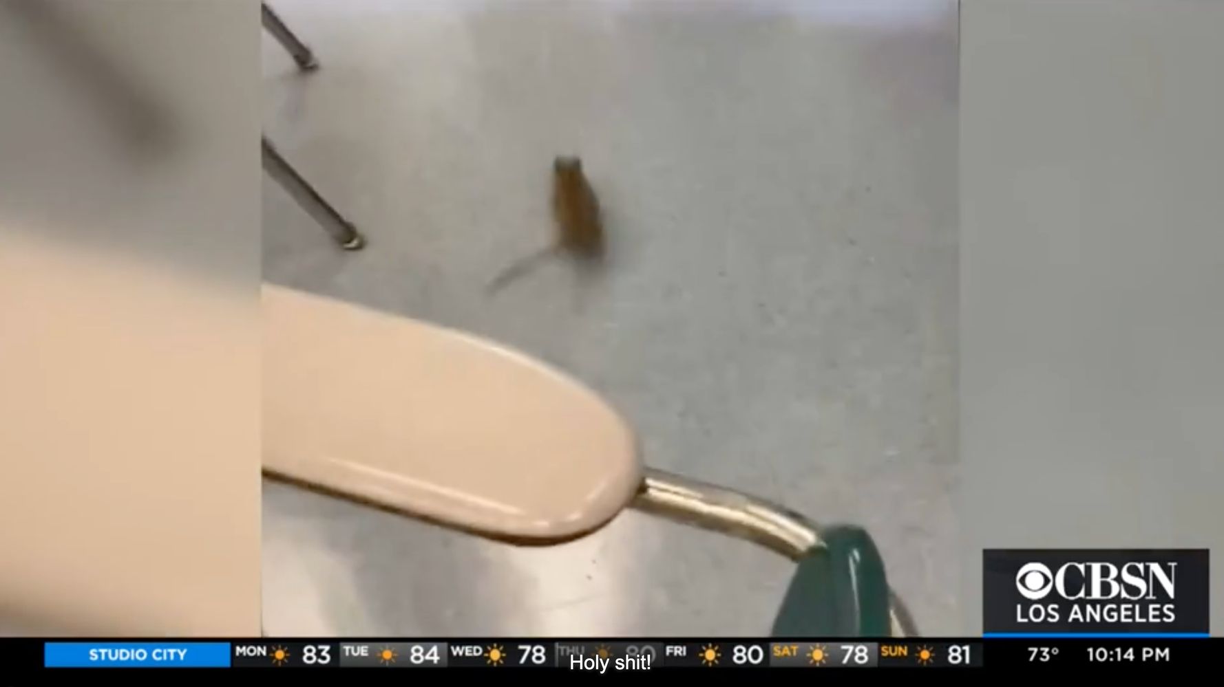 California School Delays Reopening After Classrooms 'Taken Over By Rats'