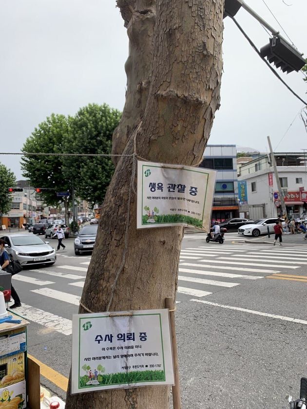 서울 서대문구 응암로의 스타벅스 드라이브스루 매장 공사 현장 앞에 3층 높이 플라타너스 세 그루가 고사해 있다. 죽은 나무 위에 ‘수사 의뢰 중’이라는 표지가 붙어