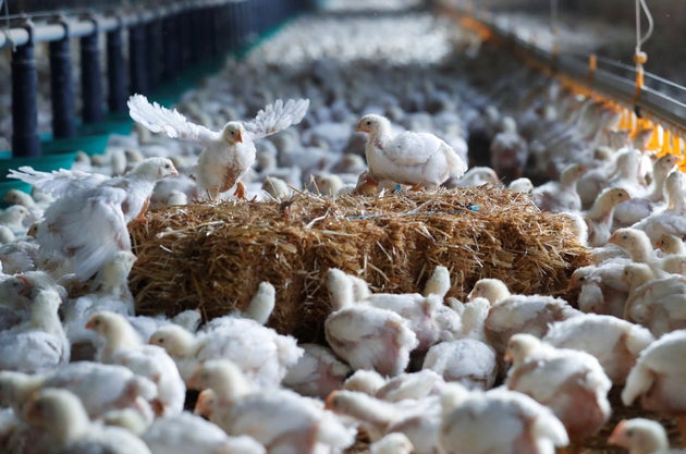 Chickens are seen at a poultry