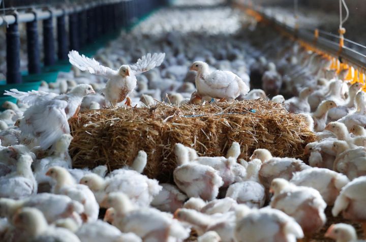 Chickens are seen at a poultry farm. 