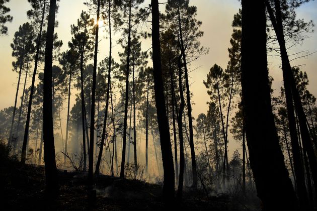 Incendie à Vidauban, dans le Var, le 18 août 2021.