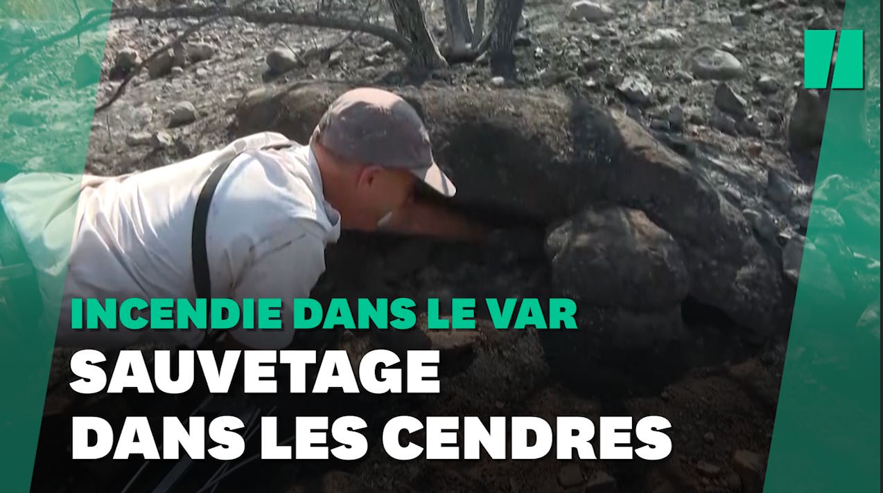 Incendie dans le Var: opération de sauvetage de tortues dans une réserve naturelle