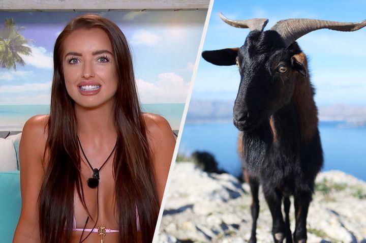 Amy says goats have been the source of much frustration for Love Island bosses