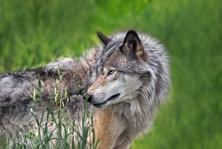 A gray wolf in Quebec, Canada.