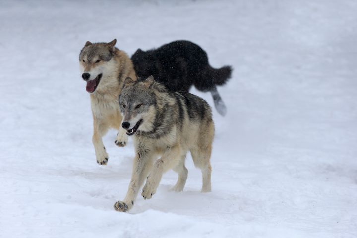 Gray wolves running in the snow in Montana.