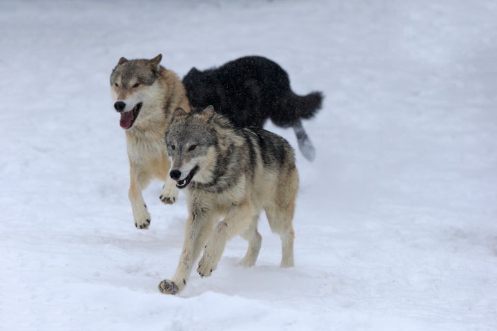 Gray wolves running in the snow in Montana.