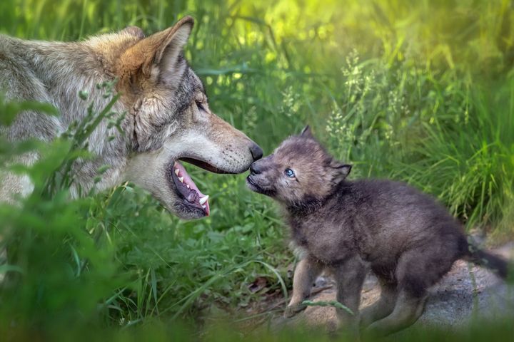 A wolf mother and pup.