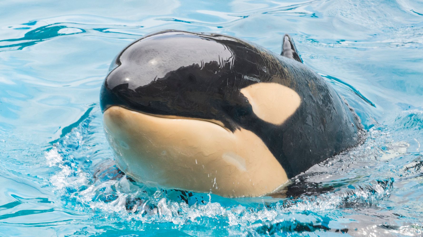 SeaWorld's Youngest Orca Dies Suddenly